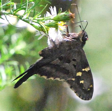 Long Tailed Skipper Urbanus Proteus BugGuide Net