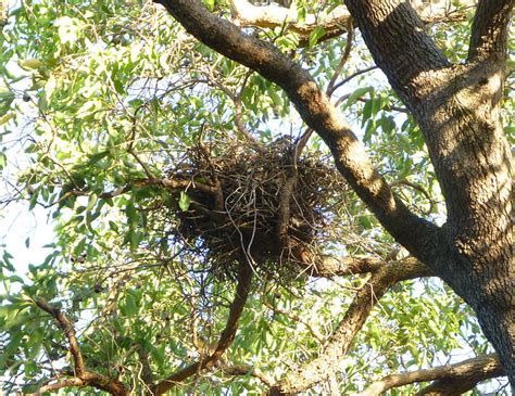 Brown Goshawk | Friends of Queens Park Bushland