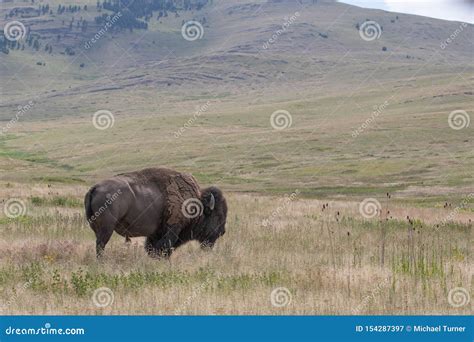 American Bison In The Hills Of Montana Stock Image Image Of Antelope