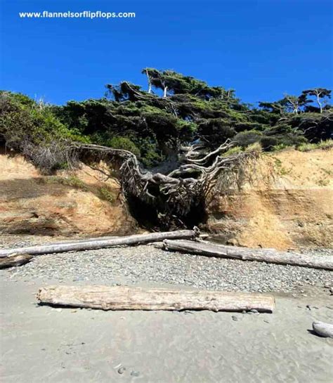 The Tree Of Life In Olympic National Park Everything You Need To Know