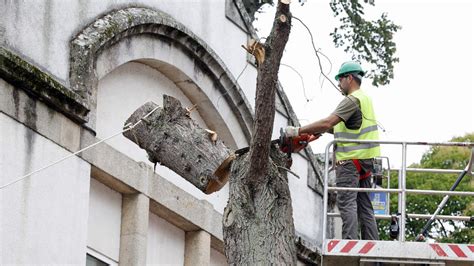 La Tala De árboles En El Aparcamiento Que La Diputación Hace En El Centrad Se Reanuda