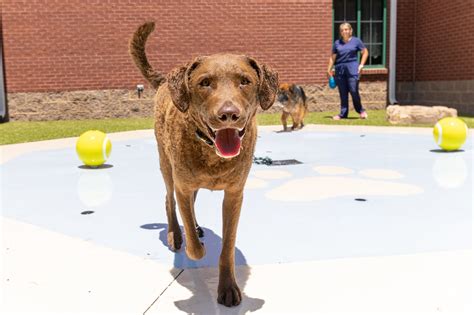 Doggy Daycare - Daily Pet Care in Madison, Alabama