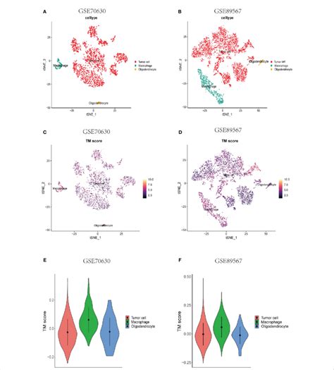 Single Cell Analyses Of The Correlation Between Tm Score And Various