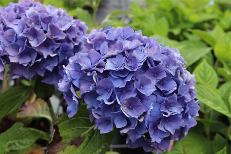 Hydrangea Macrophylla Bodensee Zeelandplant