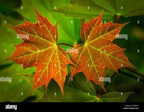 Sycamore Tree Leaves Close Up Hi Res Stock Photography And Images Alamy