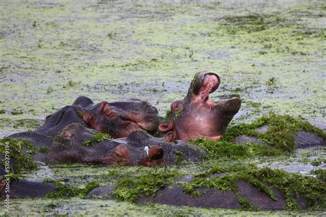 Flußpferd und Blaustirn Blatthühnchen Hippopotamus and African jacana