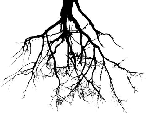 Download Roots Clipart Tree Png Roots Png Transparent Png 542889