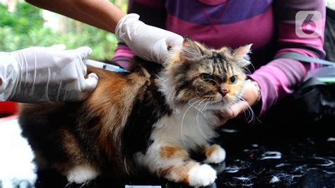 Ribu Dosis Vaksin Rabies Disalurkan Dukung Angka Nol Kematian