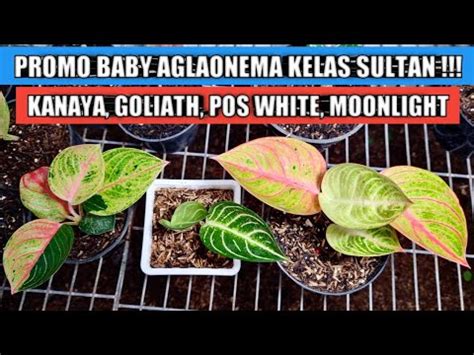 Promo Baby Aglaonema Kelas Sultan Di Kebun Yume Tips Perbanyak