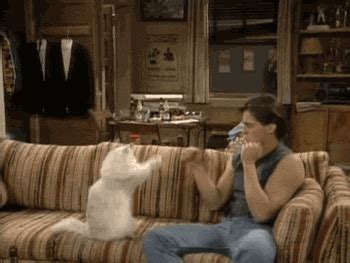 Cat Playing GIF - Find & Share on GIPHY