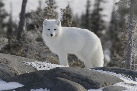 14 Unique Species of Arctic Animals - Rarest.org