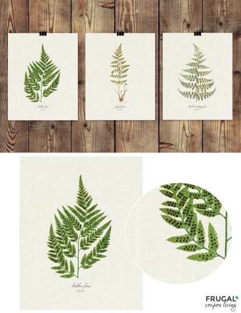 Free Fern Printables FREE PRINTABLE TEMPLATES