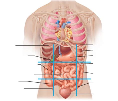 Lab Unit 1 Abdominopelvic Regions Diagram Quizlet