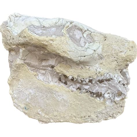 Oreodont Skull - Value skull- South Dakota » Prehistoric Online