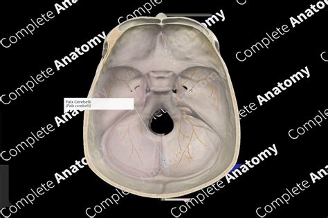 Falx Cerebelli Complete Anatomy