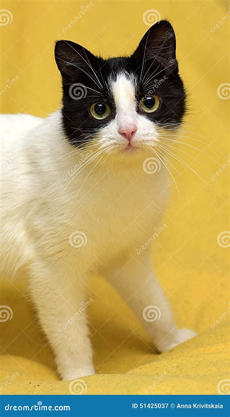 Gato Preto E Branco Olhos Amarelos Imagem De Stock Imagem De