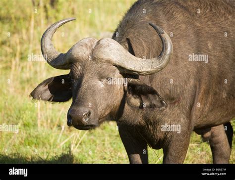 A Buffalo In The Masai Mara In Kenya Stock Photo Alamy