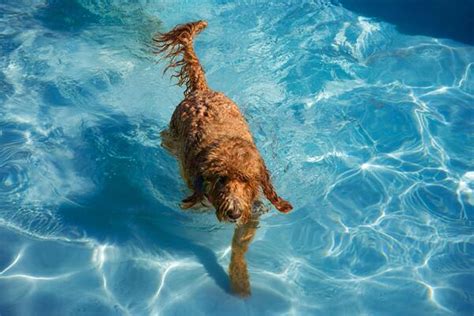 Dog Pool Stock Photos Images And Backgrounds For Free Download