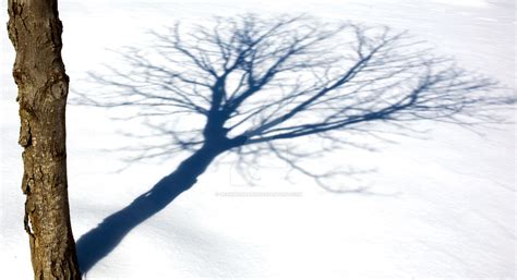 tree shadow by seanneumann on DeviantArt