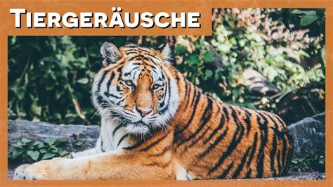 Tiergeräusche Tiger YouTube