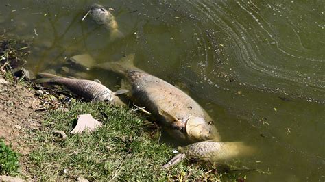 Stagnant Water In Dugout Ponds Retention Ponds And Lakes Clean Water Pro