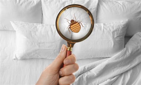 How To Remove Bed Bugs From Your Home Effective Methods Well