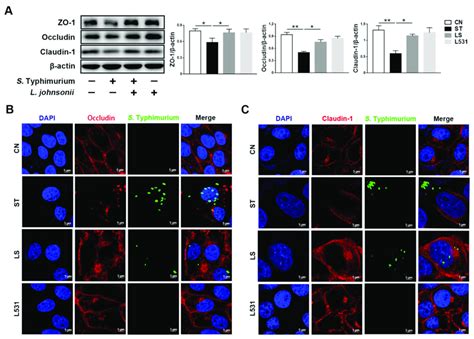 L Johnsonii L531 Attenuates S Typhimurium Induced Damage Of Tight