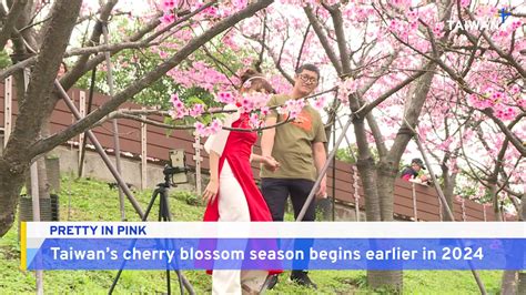 Taiwan Cherry Blossom Season Begins Two Weeks Earlier - TaiwanPlus News