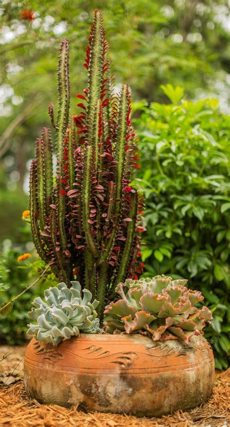 10 Of The Best Succulents For Beginners To Grow As Houseplants Plants Succulents Cacti And