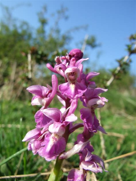 Photographs Of Wild Orchids In Kent England