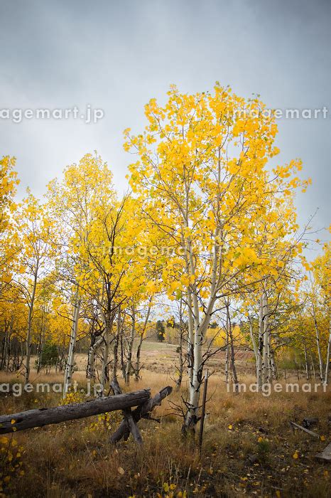 Yellow Aspens With Fallen Tree Florissant Colorado United States