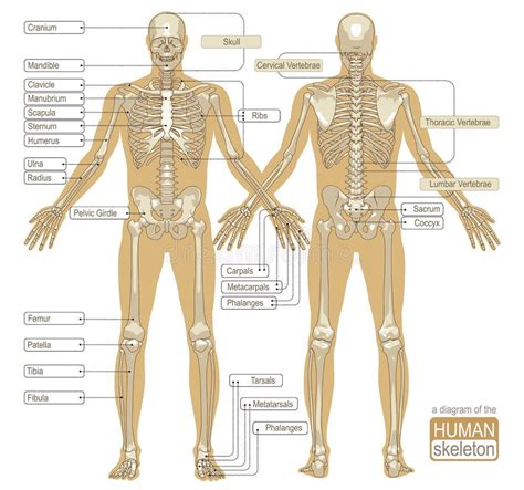 Skeletal System Parts Stock Illustrations – 695 Skeletal System Parts ...