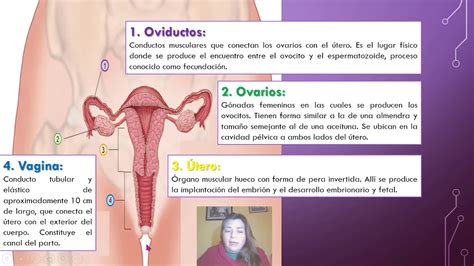 Sistema Reproductor Femenino F Cil Sexto B Sico B Sico Oa