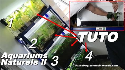 Tuto Aquariums Sans Filtres Plantation Eclairage Poubellarium