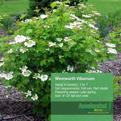 Plant Front Corner Of House Wentworth American Cranberry Bush Viburnum