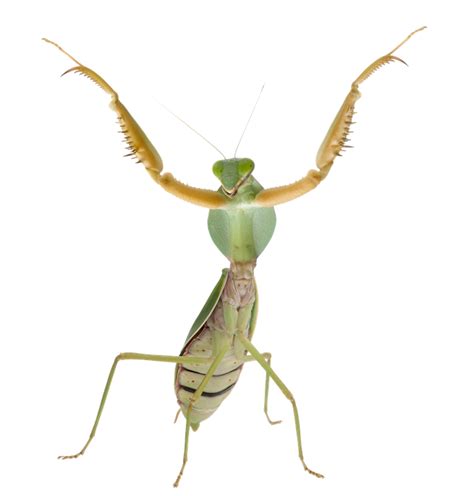 Mantis Png