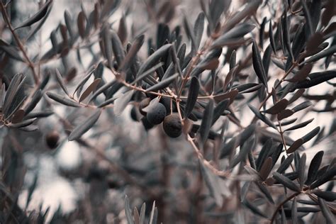 The Olive Tree Al Shajara Al Zaytuna — Karkariya Sufi Order