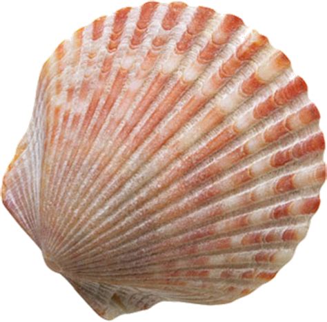 Free Transparent Seashells Download Free Transparent Seashells Png