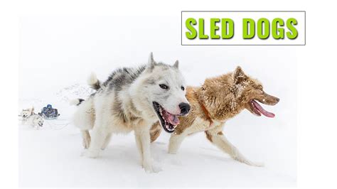 Sled Dog Breeds - 8 Most Preferred Sled Dogs And Positions - Petmoo