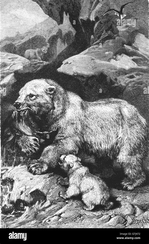 Polar Bear Ursus Maritimus Illustration From Book Dated 1904 Stock