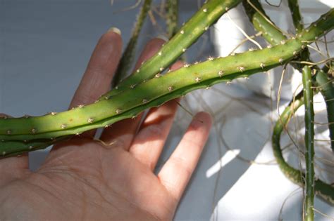 Selenicereus Grandiflorus Epiphytic Cacti