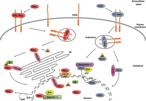 Proteins Involved In Nucleocytoplasmic Transport Of Fgf And Fgf Fgf