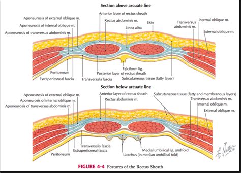 Abdominal Wall Layers Anatomy