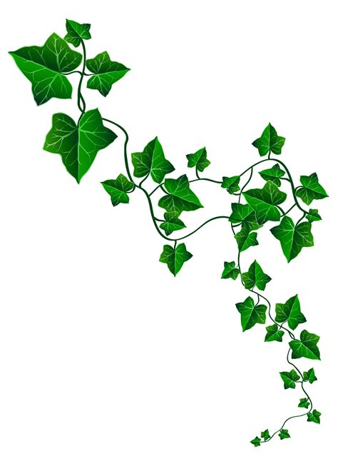 Free Ivy Transparent, Download Free Ivy Transparent png images, Free