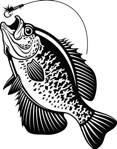 Bass Fish Black And White Vector Images Over 4700