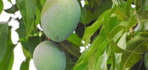 Methods of cultivation of mango