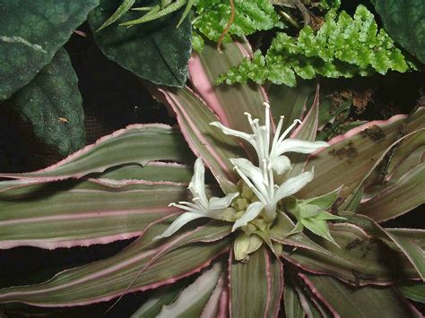 Cryptanthus Bivittatus Flowering Open Henryr10 Flickr