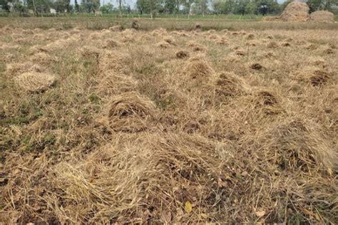 Wheat Crops Suffer Damage Due To Untimely Rain Hail Farmer News