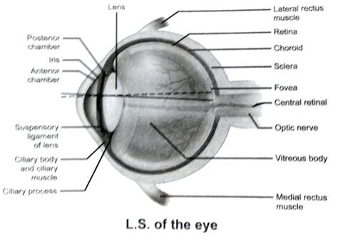 Explain the structure of Photoreceptor.