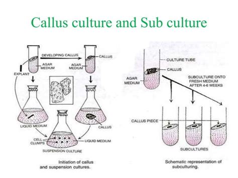 Plant tissue culture | PPT